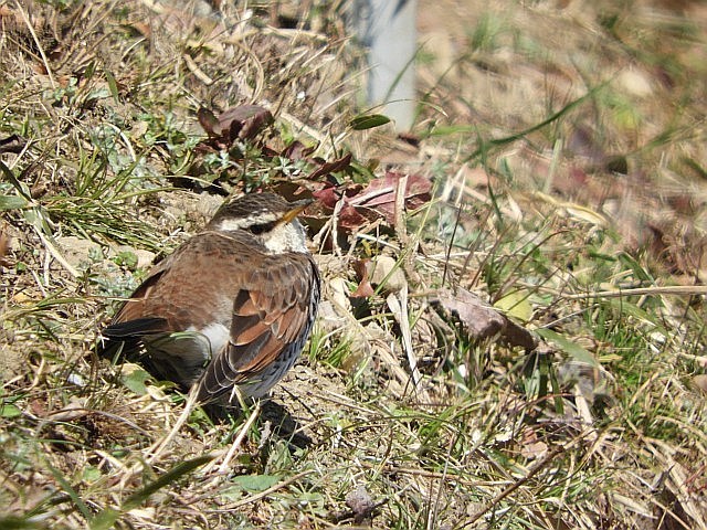 トラツグミとツグミ_f0378979_17413210.jpg