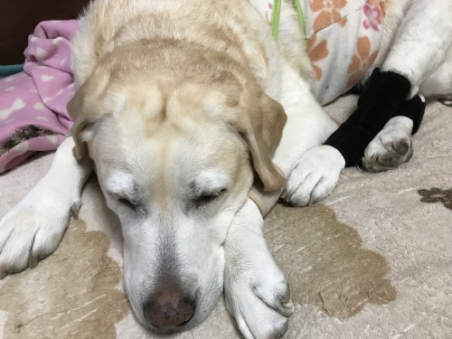 f0315081_22174448.jpeg
