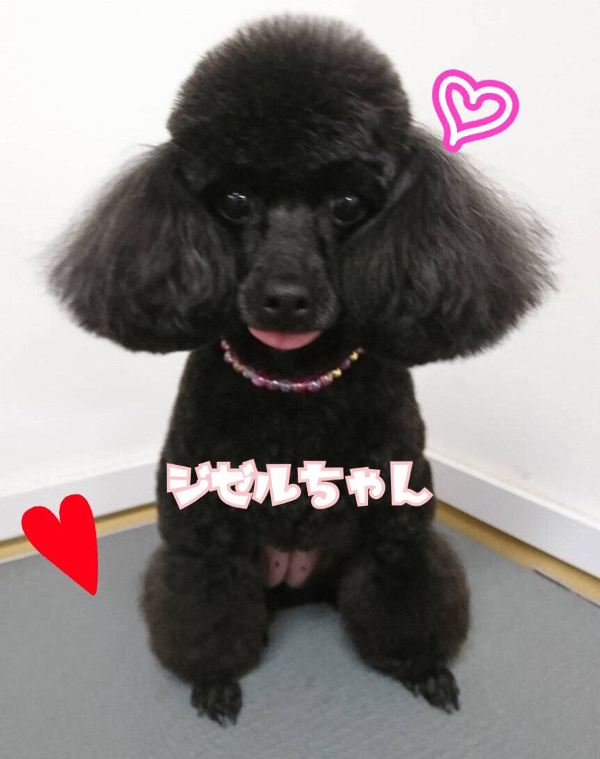 トリミングブログ_f0357682_18473250.jpg