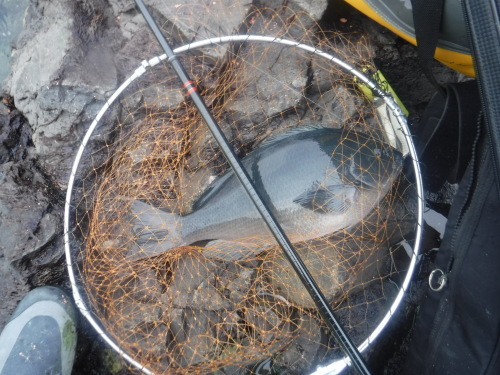 d0174683_21583550.jpeg