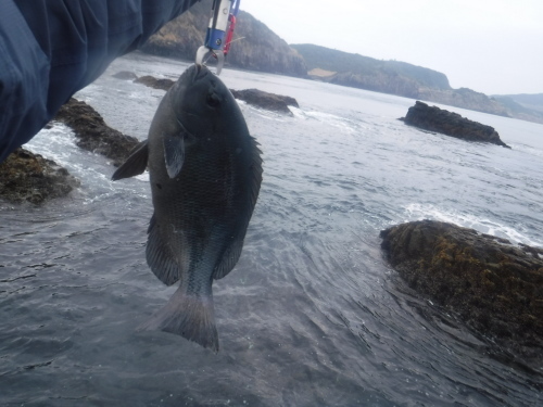 生月島満瀬の釣果_d0174683_22024739.jpeg