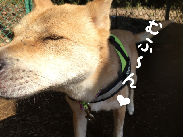 c0332184_08451532.jpeg