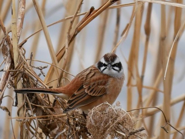 ホオジロのオスとメスが葦の藪で食事 : 花と葉っぱ
