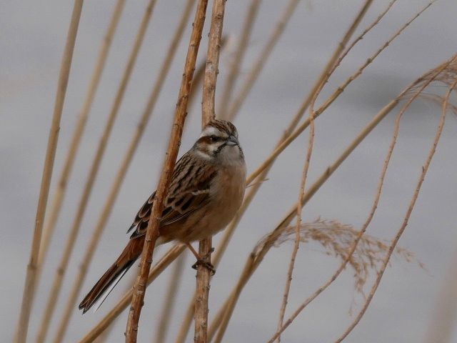 ホオジロのオスとメスが葦の藪で食事 : 花と葉っぱ