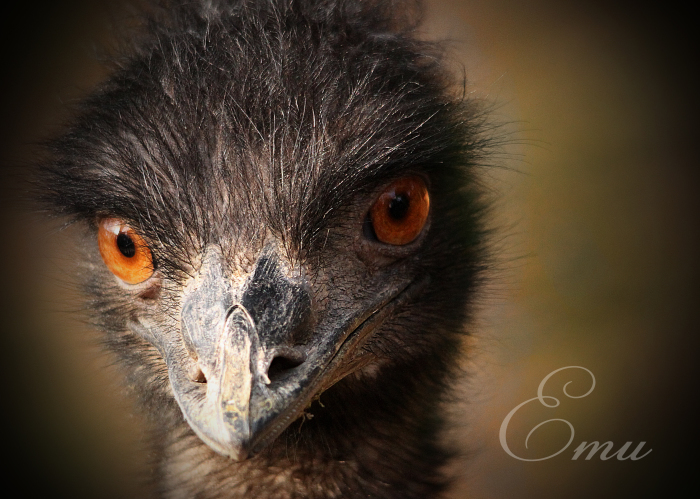 エミュー：Emu_b0249597_09002906.jpg