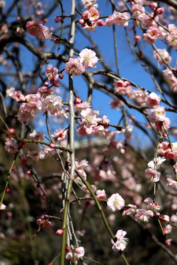 今日は駒沢公園をお散歩♪_c0090198_18211324.jpg