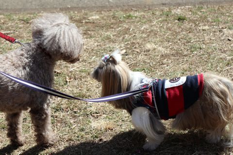 今日は駒沢公園をお散歩♪_c0090198_18233061.jpg