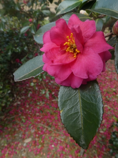 c0062511_22325417.jpg