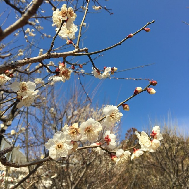 元気がもらえるお雛様☆_f0354014_20252025.jpeg