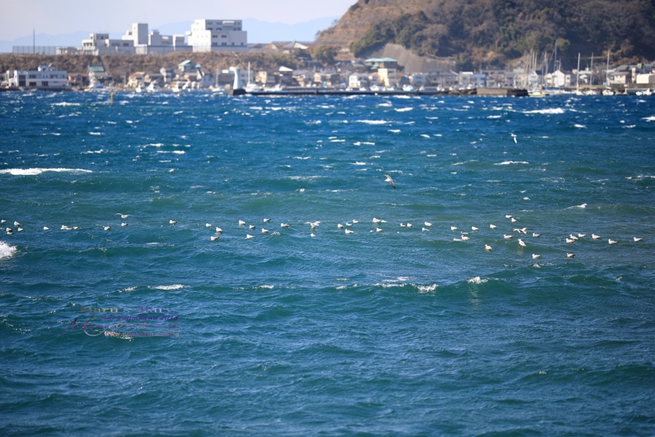 まゝに/2月の散策 春の南伊豆_d0342426_18131767.jpg