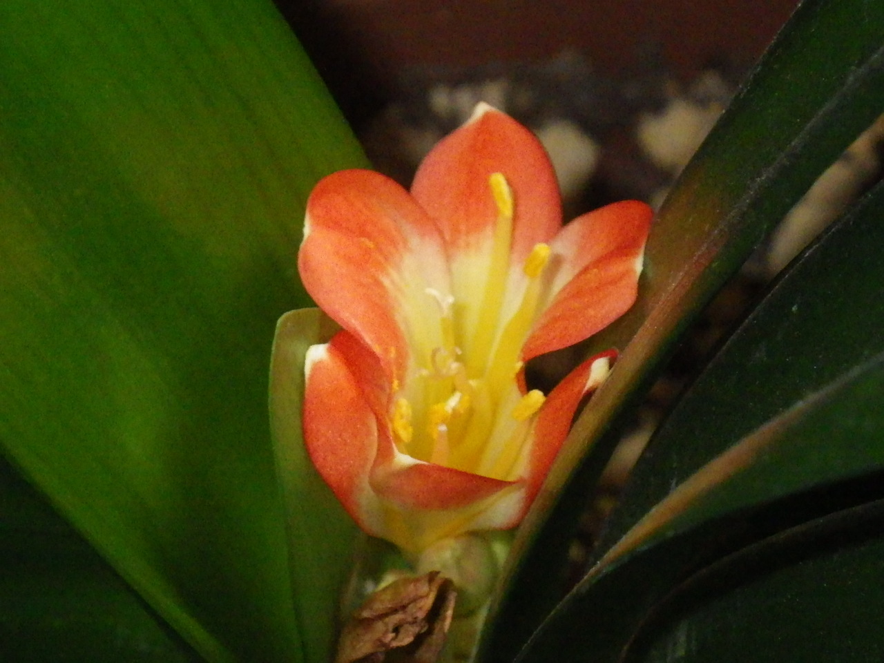 c0300035_17142753.jpg
