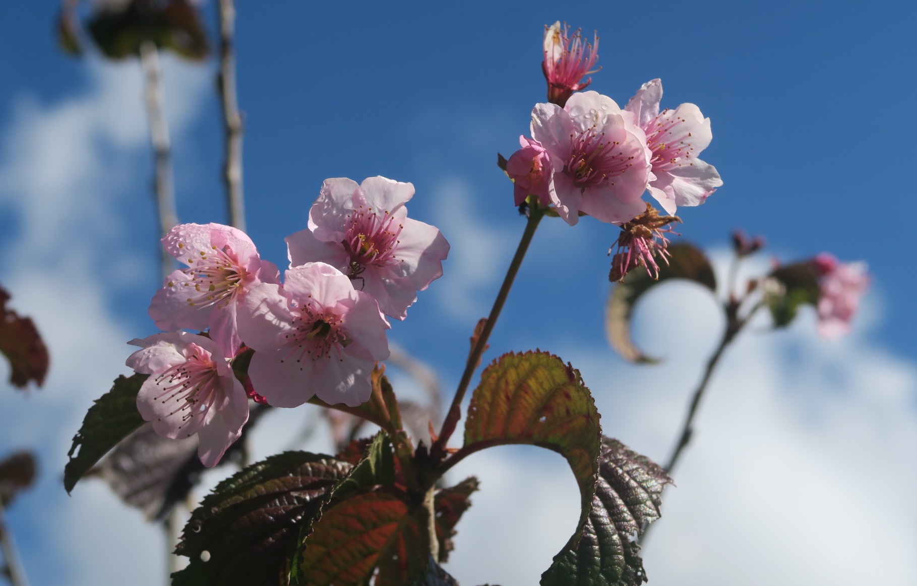 ベンゲット州ATOK町Paoay地区の「桜パーク」Benguet-Kochi Sisterhood(Sakura, cherry blossom)Park_a0109542_11261789.jpg