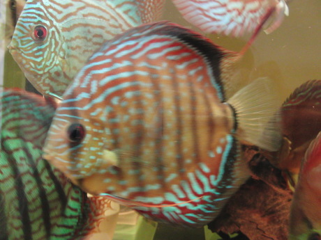 金金_d0177045_12542847.jpg