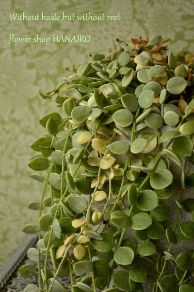 長かった冬が明けます 植物のみなさんもうひと踏ん張り 花色 あなたの好きなお花屋さんになりたい 長かった冬が明けます 植物のみなさんもうひと踏ん張り 花色 あなたの好きなお花屋さんになりたい