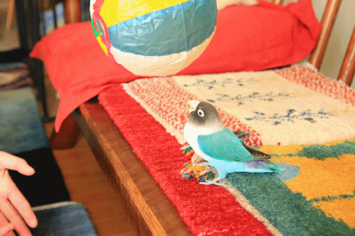 c0145250_09213184.gif