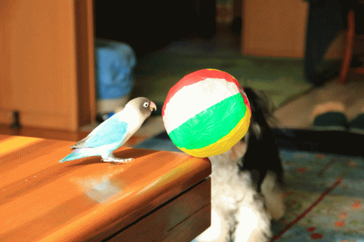 c0145250_09215746.gif