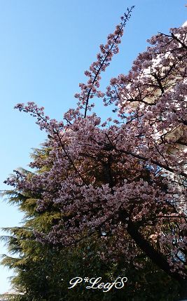 寒桜_c0176651_14413911.gif