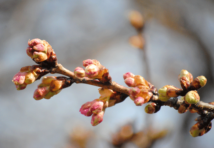 2月19日　速報! 敷島公園の河津桜もぽちっ!_a0001354_16380528.gif