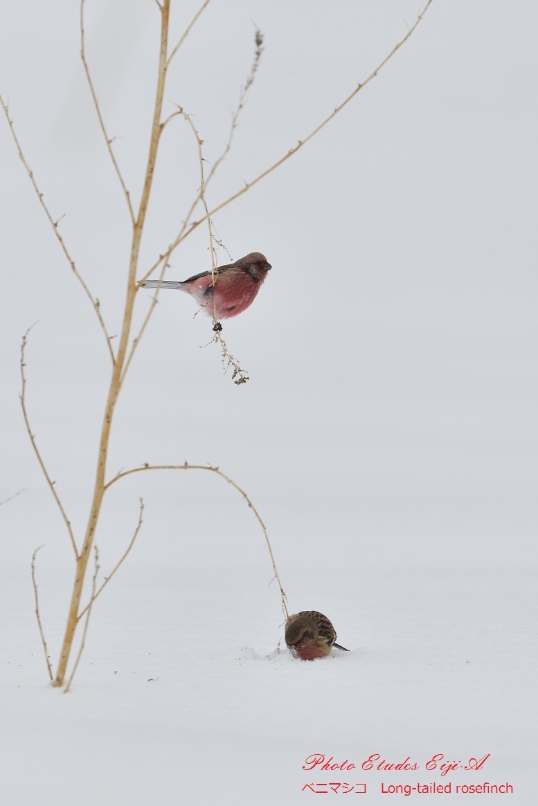 雪原のベニマシコ　②_e0365355_14563019.jpg