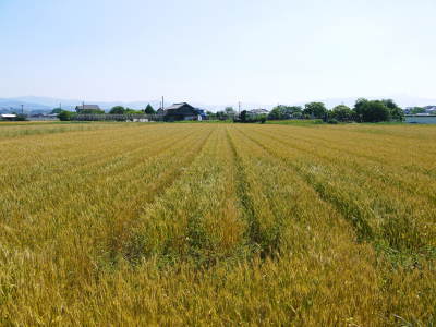 熊本県菊池市七城米地砂田地区で、無農薬栽培のひのひかり100%使用の『米粉』販売スタート!_a0254656_18002001.jpg