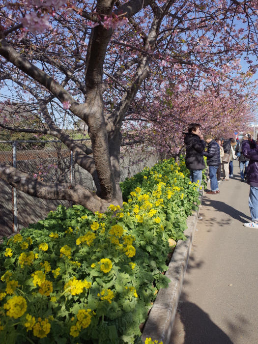 河津桜（三浦海岸駅）_f0096666_15395325.jpg