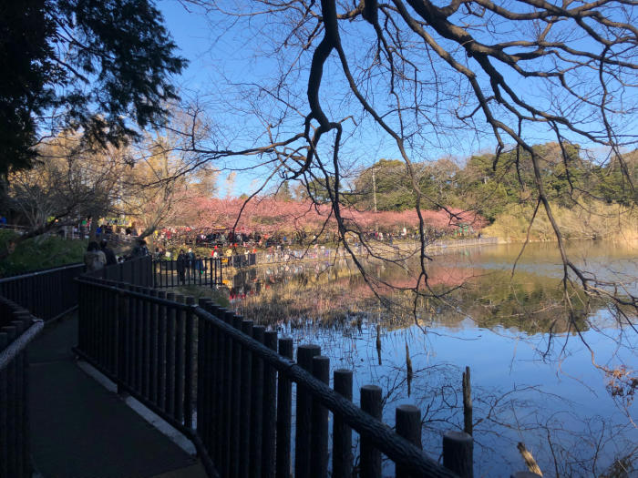 河津桜（三浦海岸駅）_f0096666_15535071.jpg