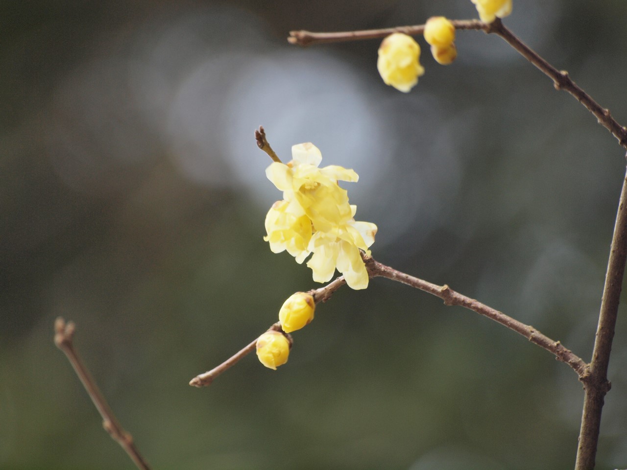 『薬科大学の薬草園で出逢ったもの達･･･』_d0054276_20165834.jpg