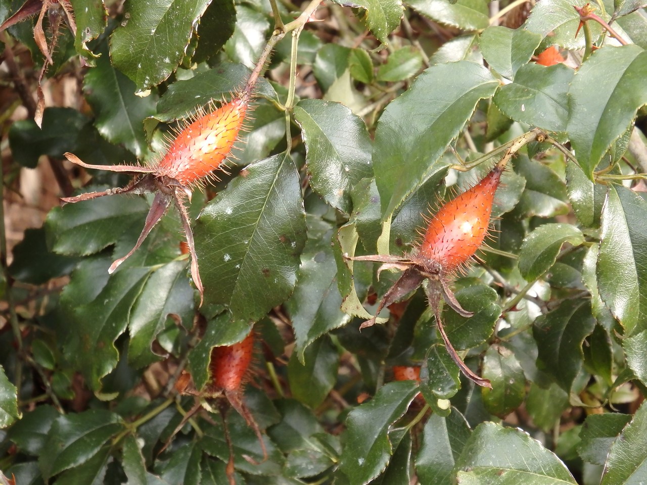 d0054276_20183051.jpg