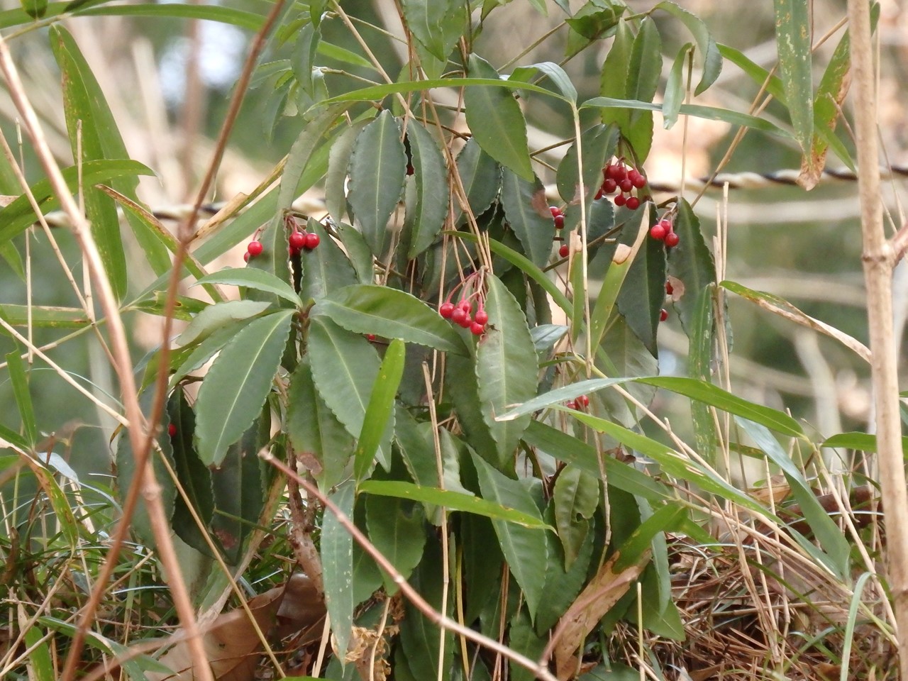 『薬科大学の薬草園で出逢ったもの達･･･』_d0054276_20191663.jpg