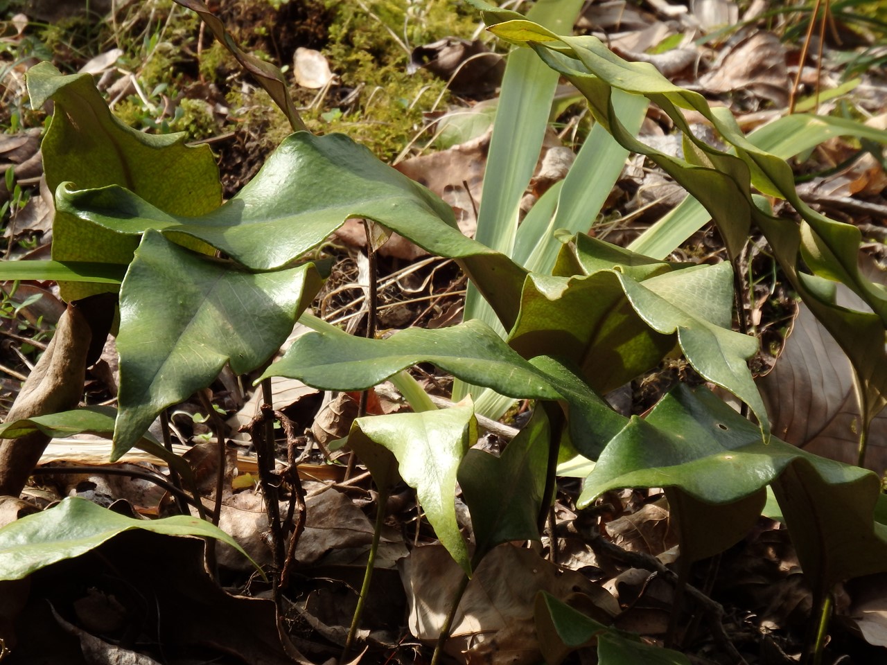 『薬科大学の薬草園で出逢ったもの達･･･』_d0054276_20193710.jpg