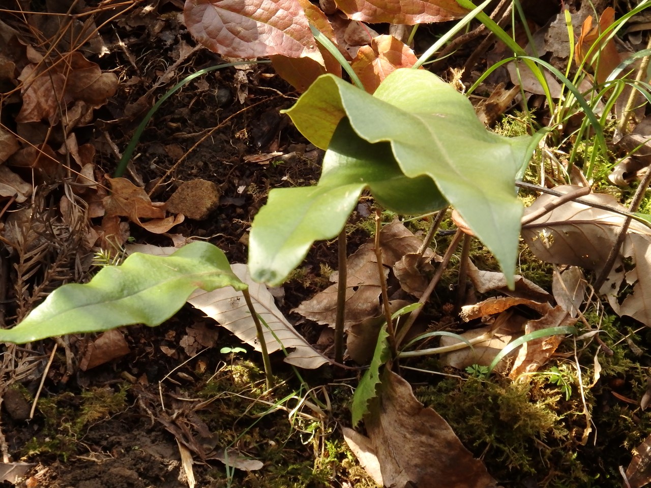 『薬科大学の薬草園で出逢ったもの達･･･』_d0054276_20194955.jpg