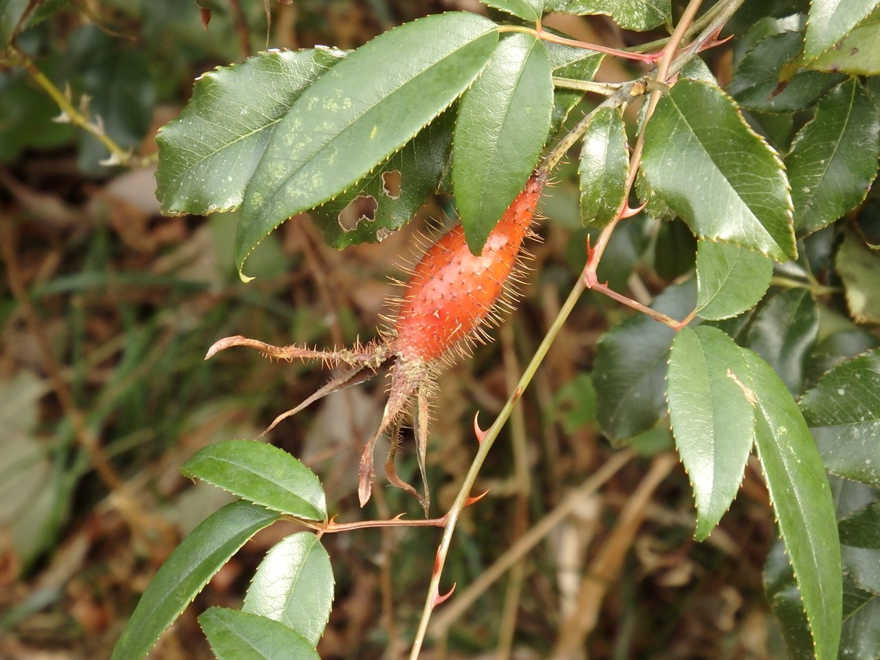 d0054276_2019559.jpg