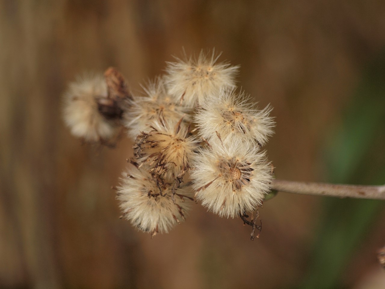 d0054276_20201665.jpg