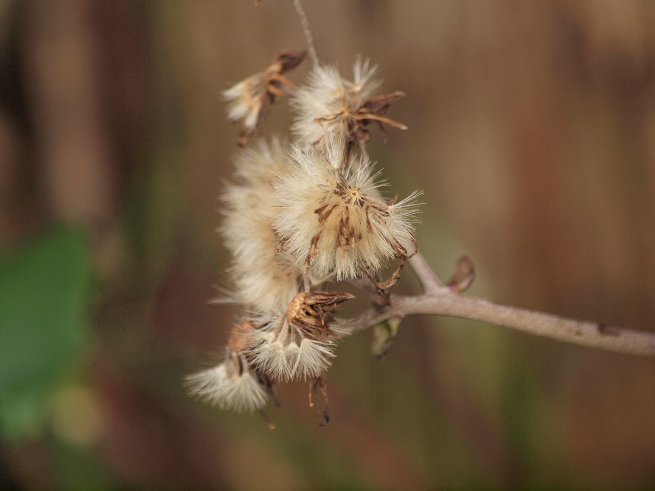 d0054276_2020266.jpg