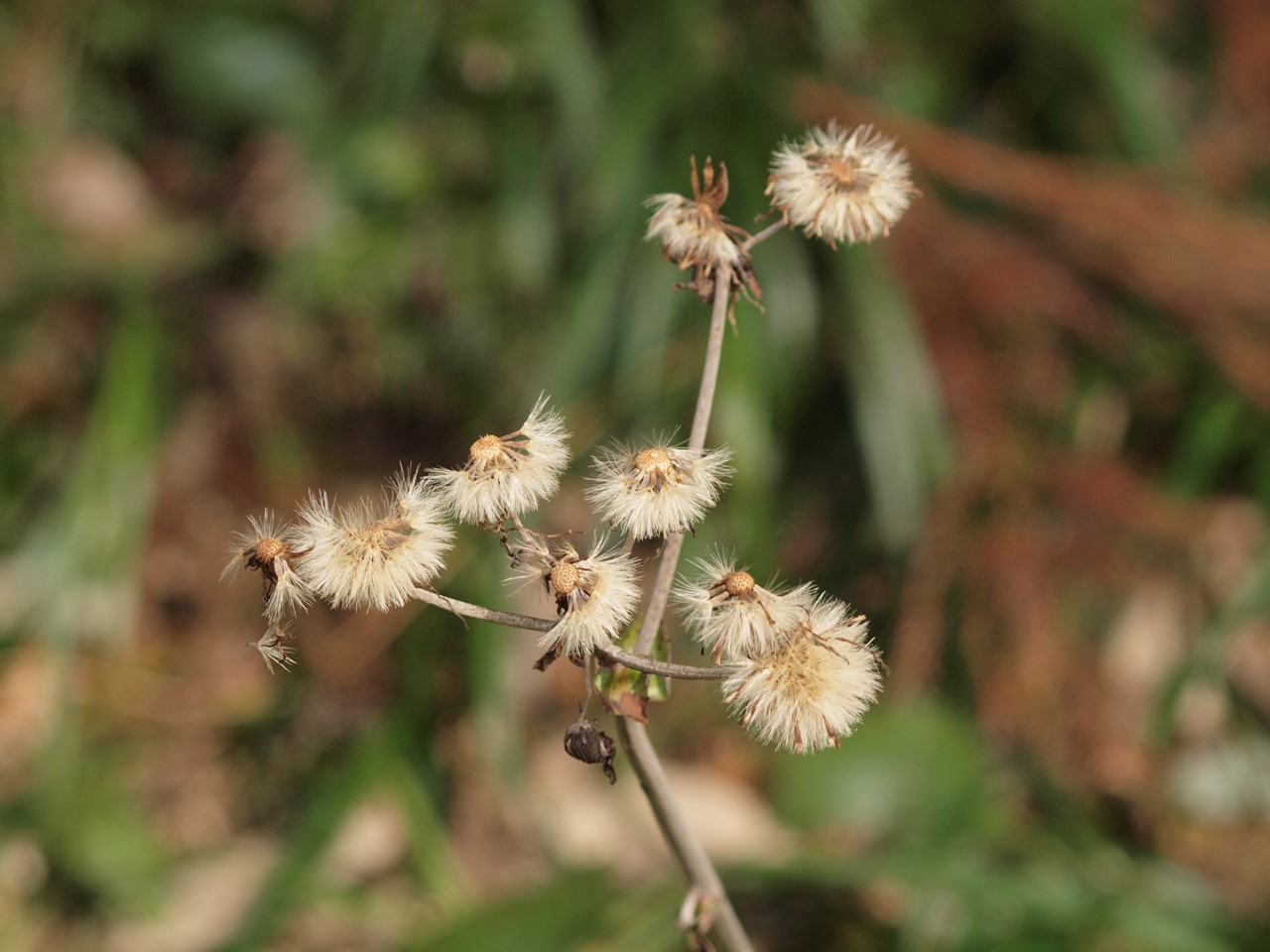 『薬科大学の薬草園で出逢ったもの達･･･』_d0054276_20203981.jpg