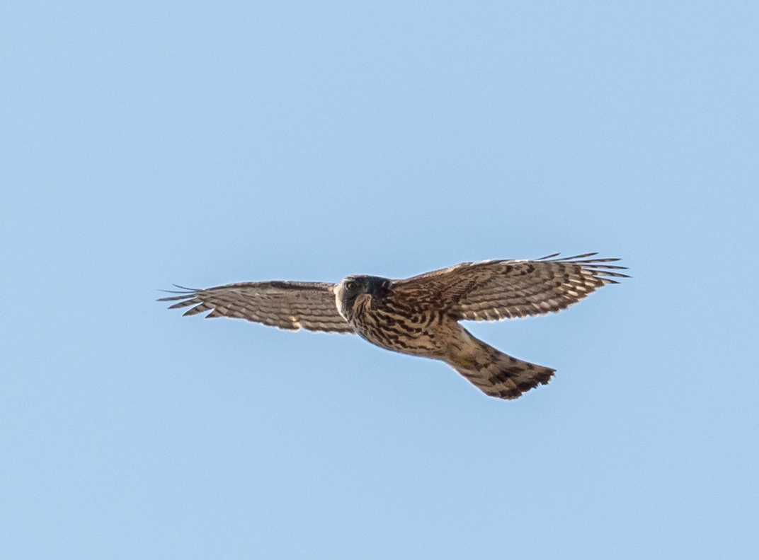 e0361379_18102589.jpg