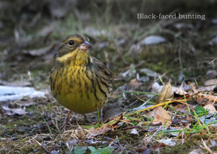 アオジ：Black-faced bunting_b0249597_06414590.jpg