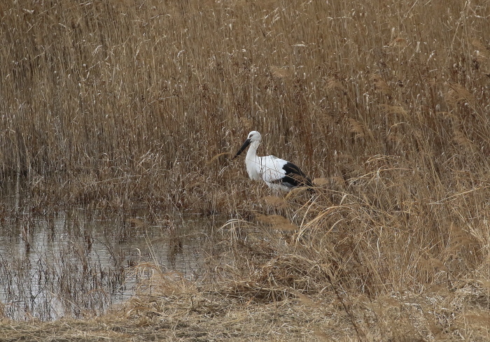 コウノトリ：採餌姿２０１８_c0319902_22523932.jpg