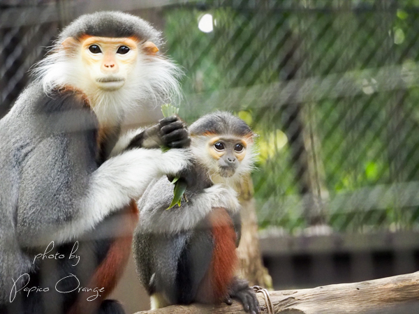 よこはま動物園ズーラシア　２０１８年２月１１日　みなさん_f0321610_19544188.jpg