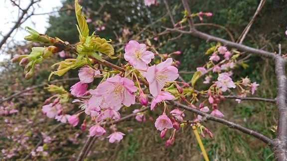 投稿)四浦半島の河津桜_d0070316_16504466.jpg