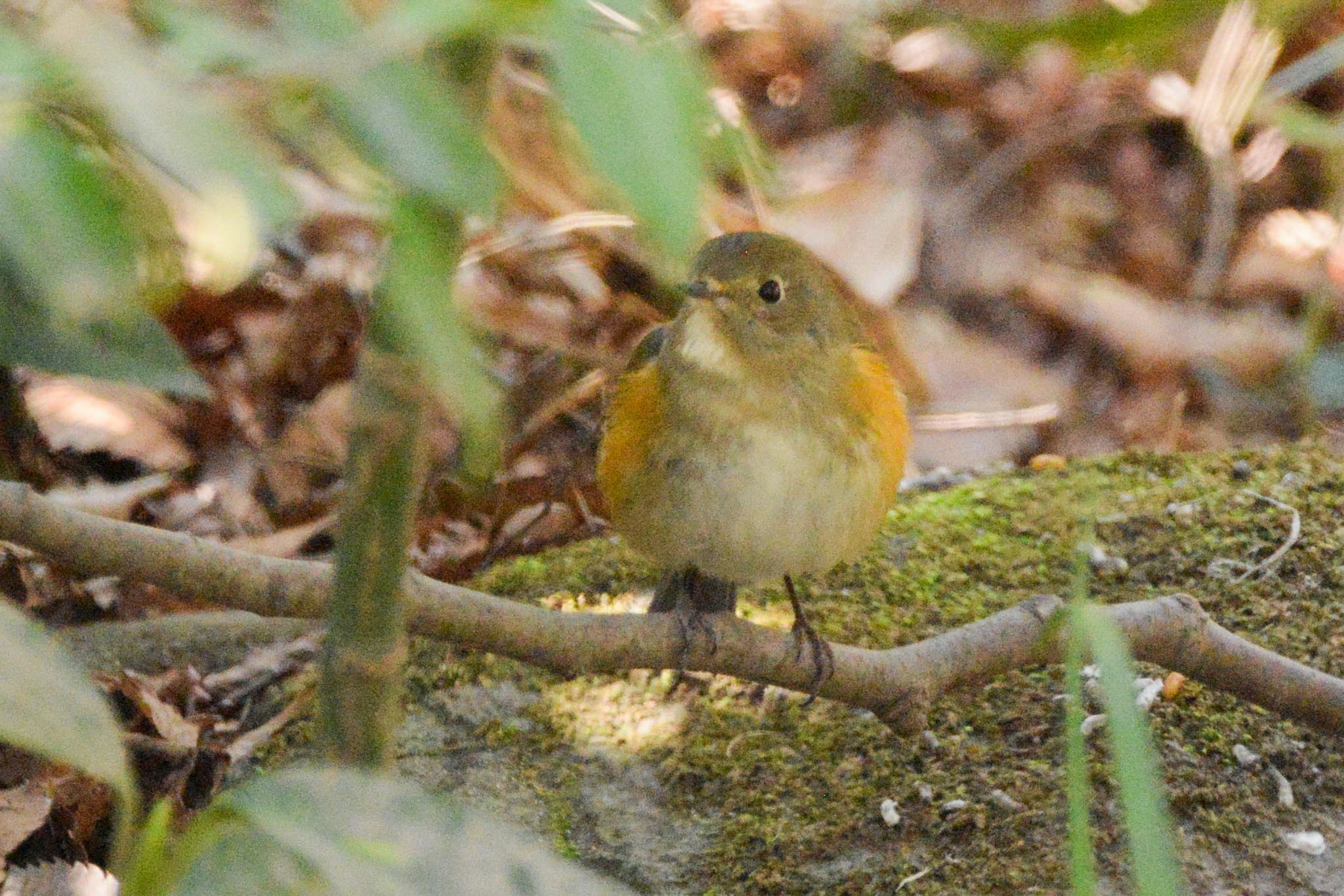 久し振りにＩの森公園へ_c0018118_17455382.jpg