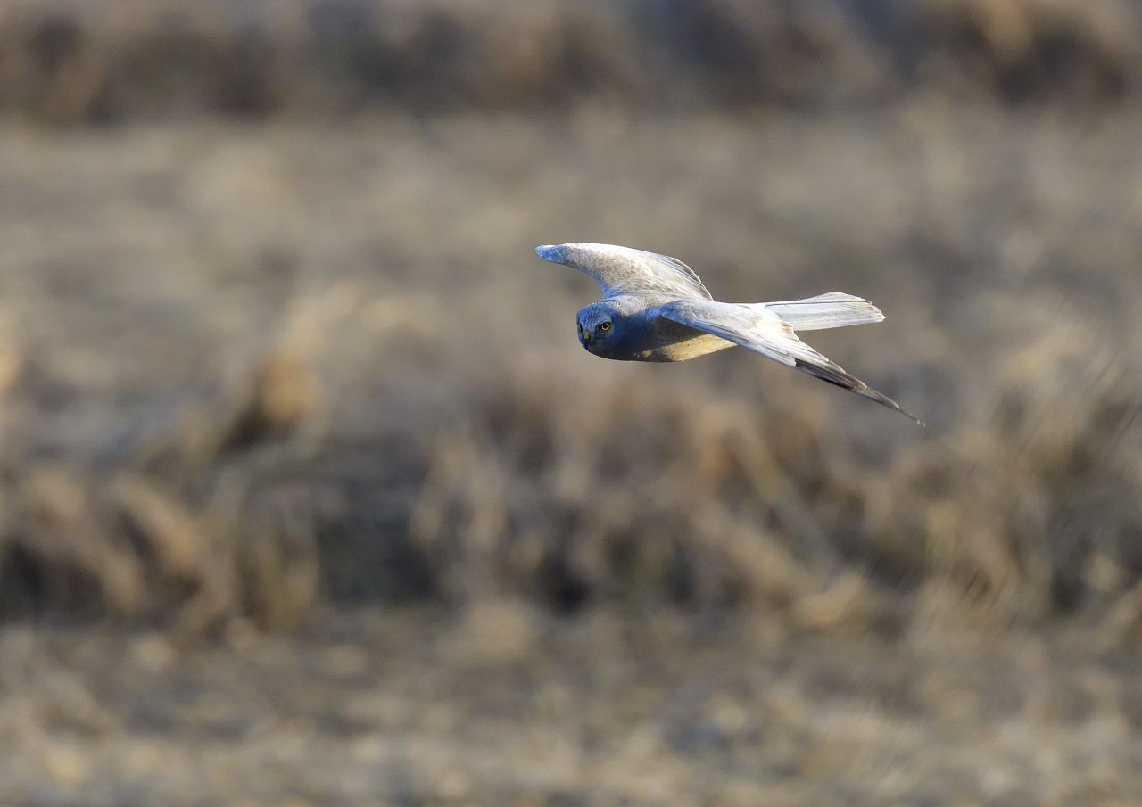 ハイ♂　飛翔連写_f0288418_01553774.jpg