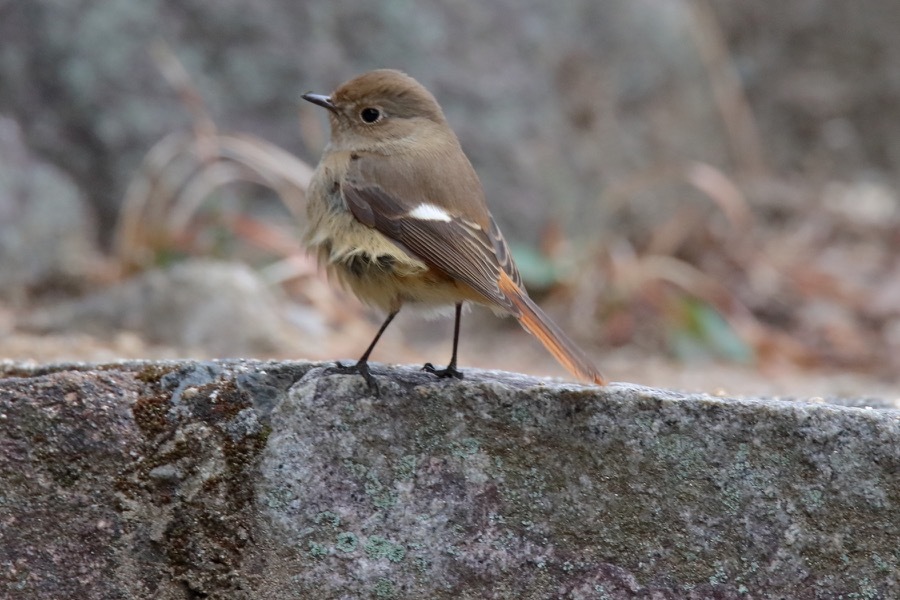 ツミの鳴き声_d0368631_00535502.jpg