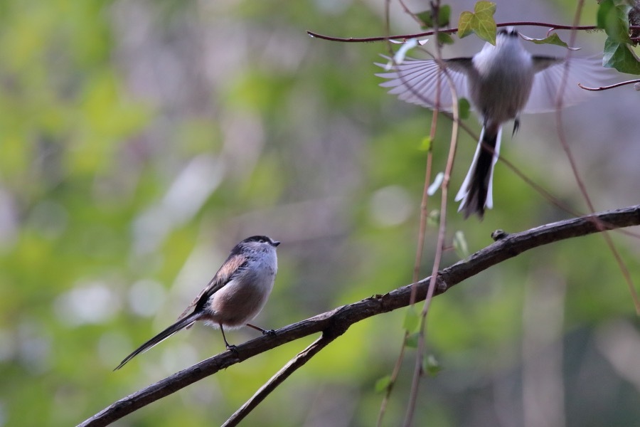 ツミの鳴き声_d0368631_00535503.jpg