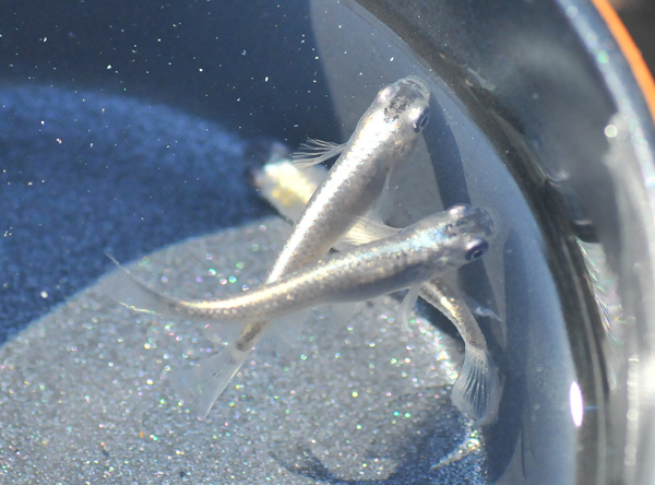 シュッと流星 花めだか だって おばちゃんだもん