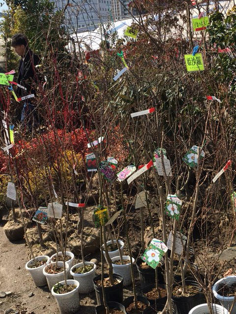 くまもと春の植木市とローリンバーガーと月の雪さんはるかぜ染色工房さん蔦屋書店出店中とお花と謎のプチ体調不良 ひよこ雑貨店 6冊目