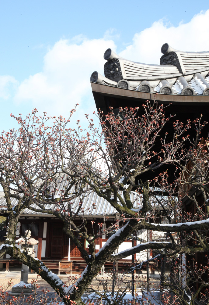 大阪　藤井寺市　道明寺　雪景色_c0108146_20590365.jpg