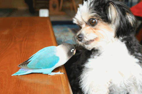 c0145250_08391937.gif
