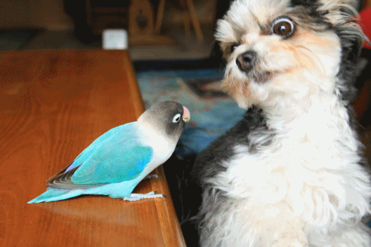 c0145250_08393084.gif