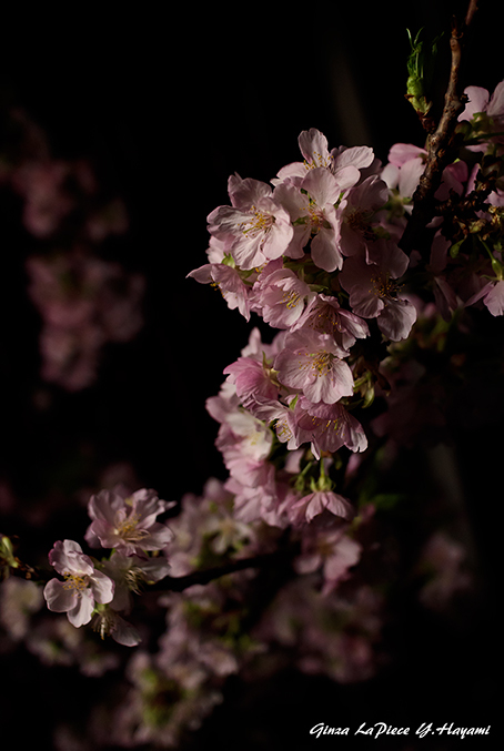 花のある風景　咲き始めの河津桜_b0133053_00174027.jpg